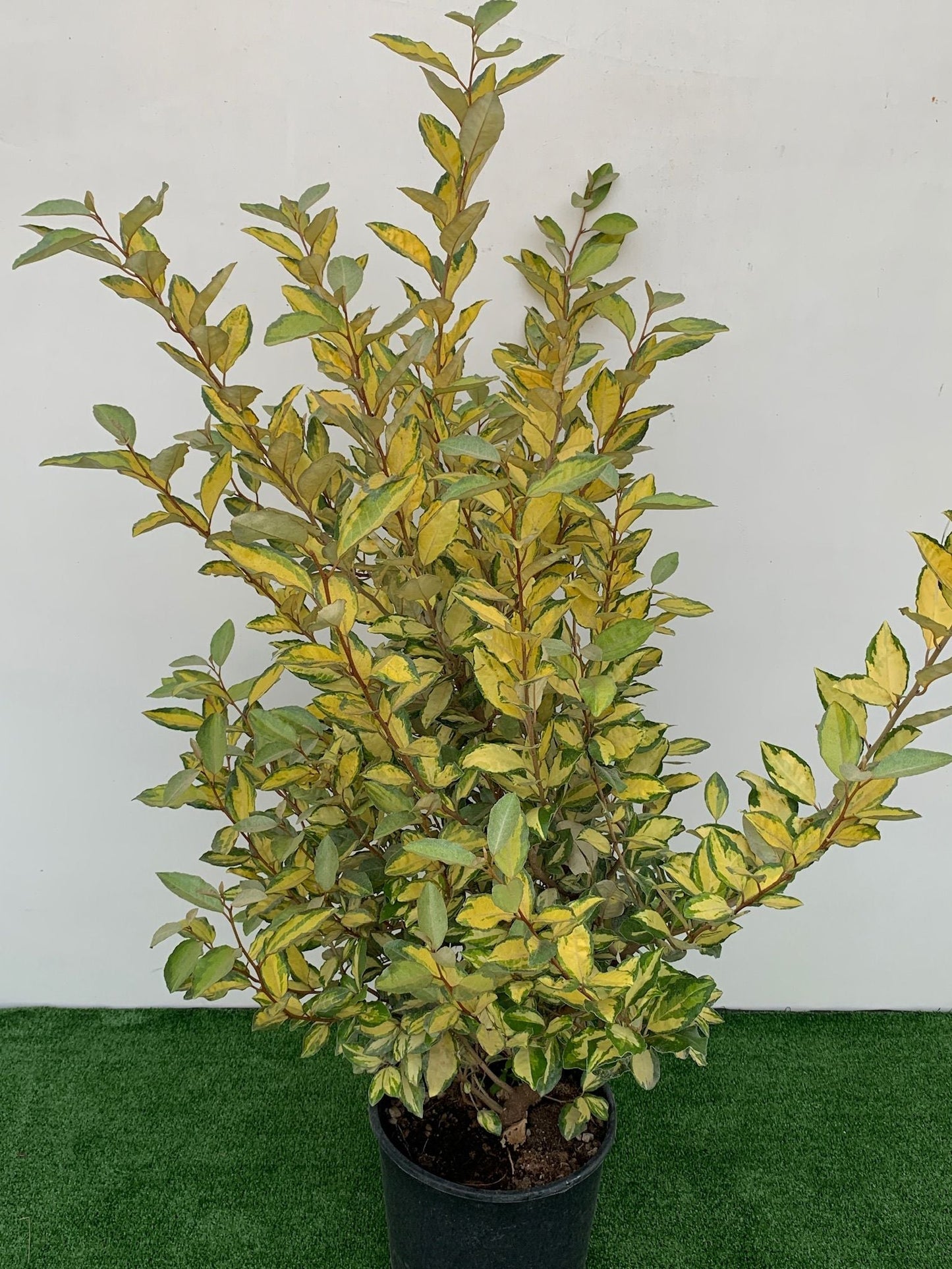 ELAEAGNUS x ebbingei 'Gilt Edge'