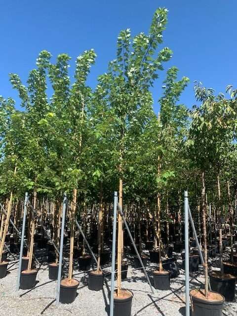 ACER x freemanii 'Autumn Fantasy' ®