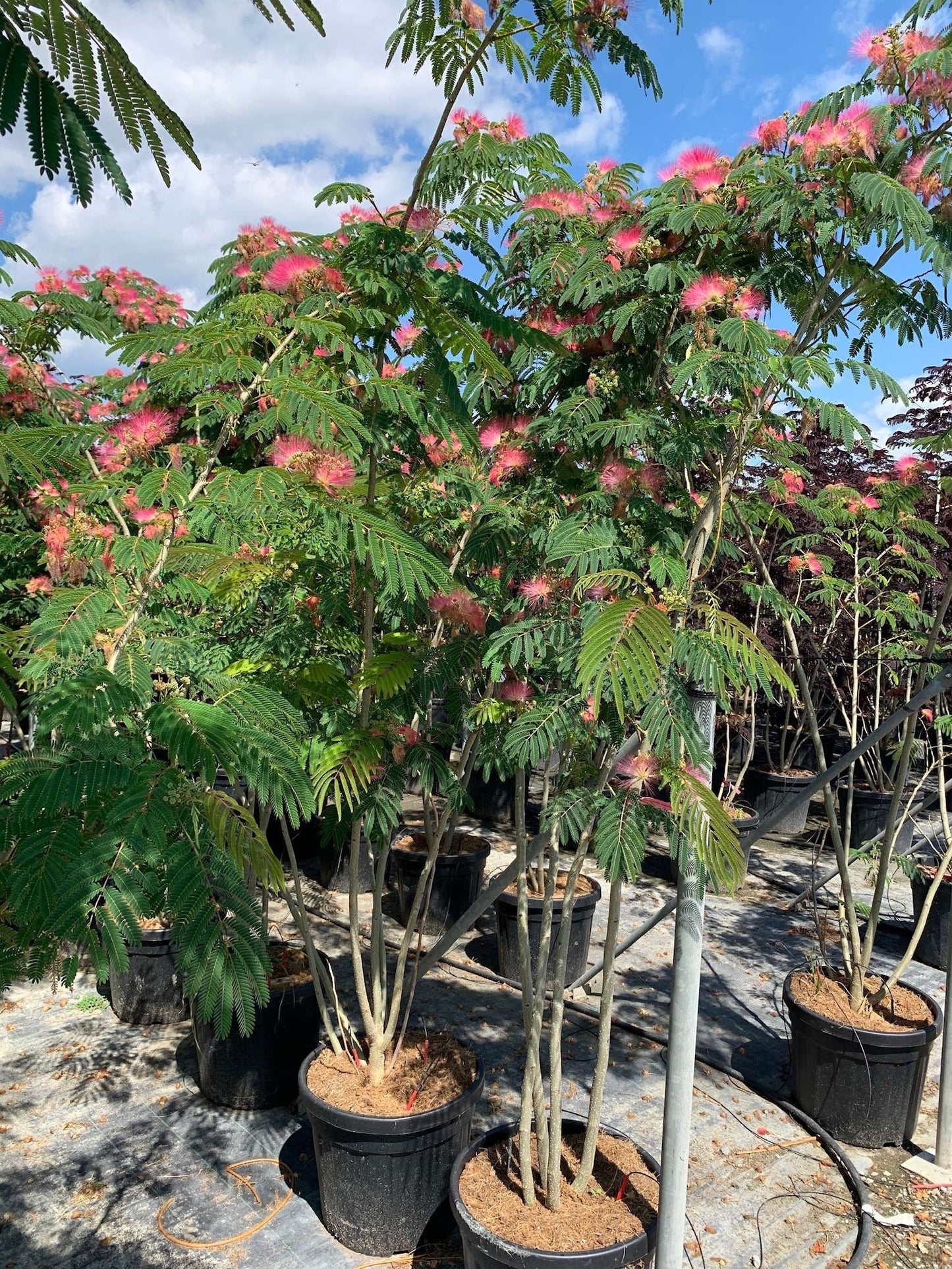 ALBIZIA julibrissin 'Shidare'