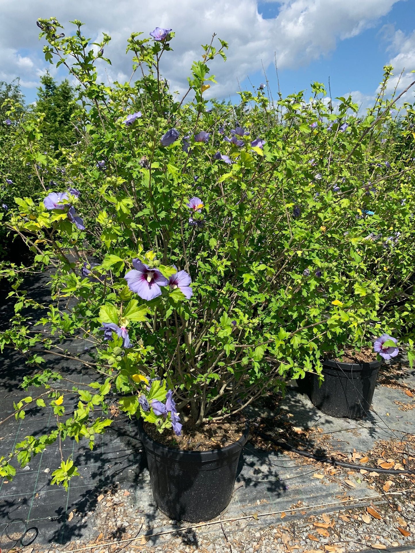 HIBISCUS syriacus 'Pastel Rose'
