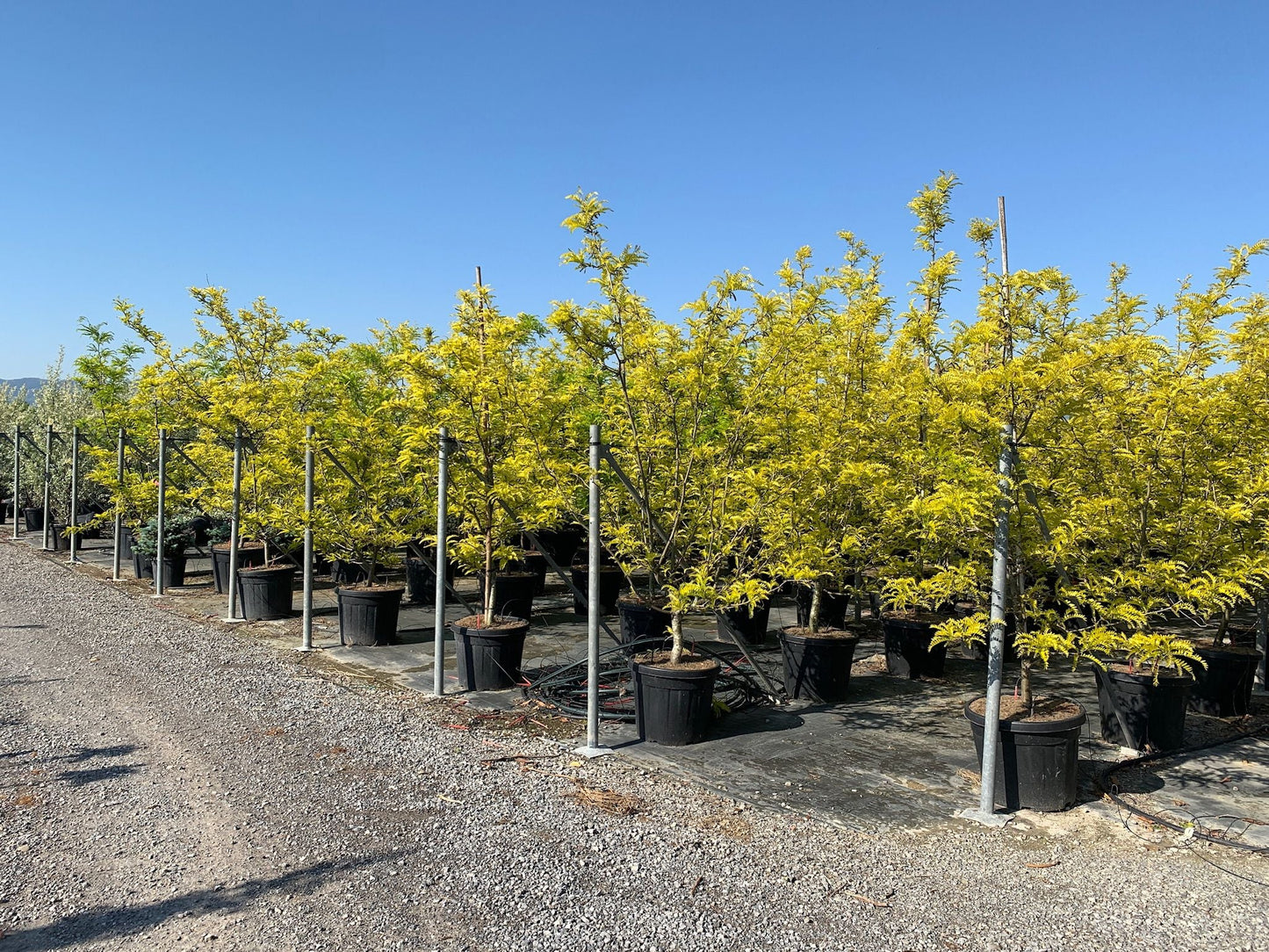 GLEDITSIA triacanthos 'Sunburst' ®
