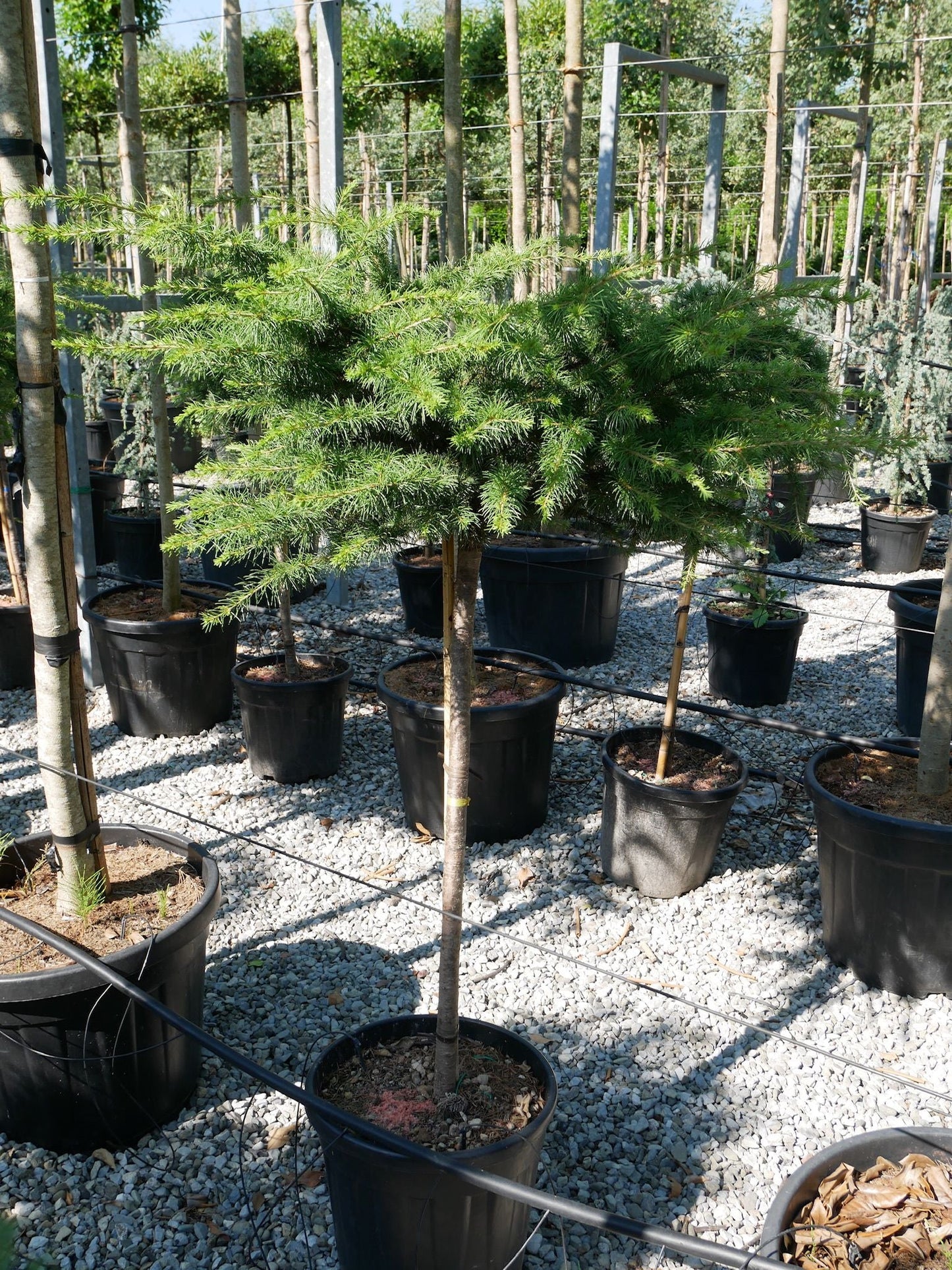 CEDRUS deodara 'Robusta Glauca'