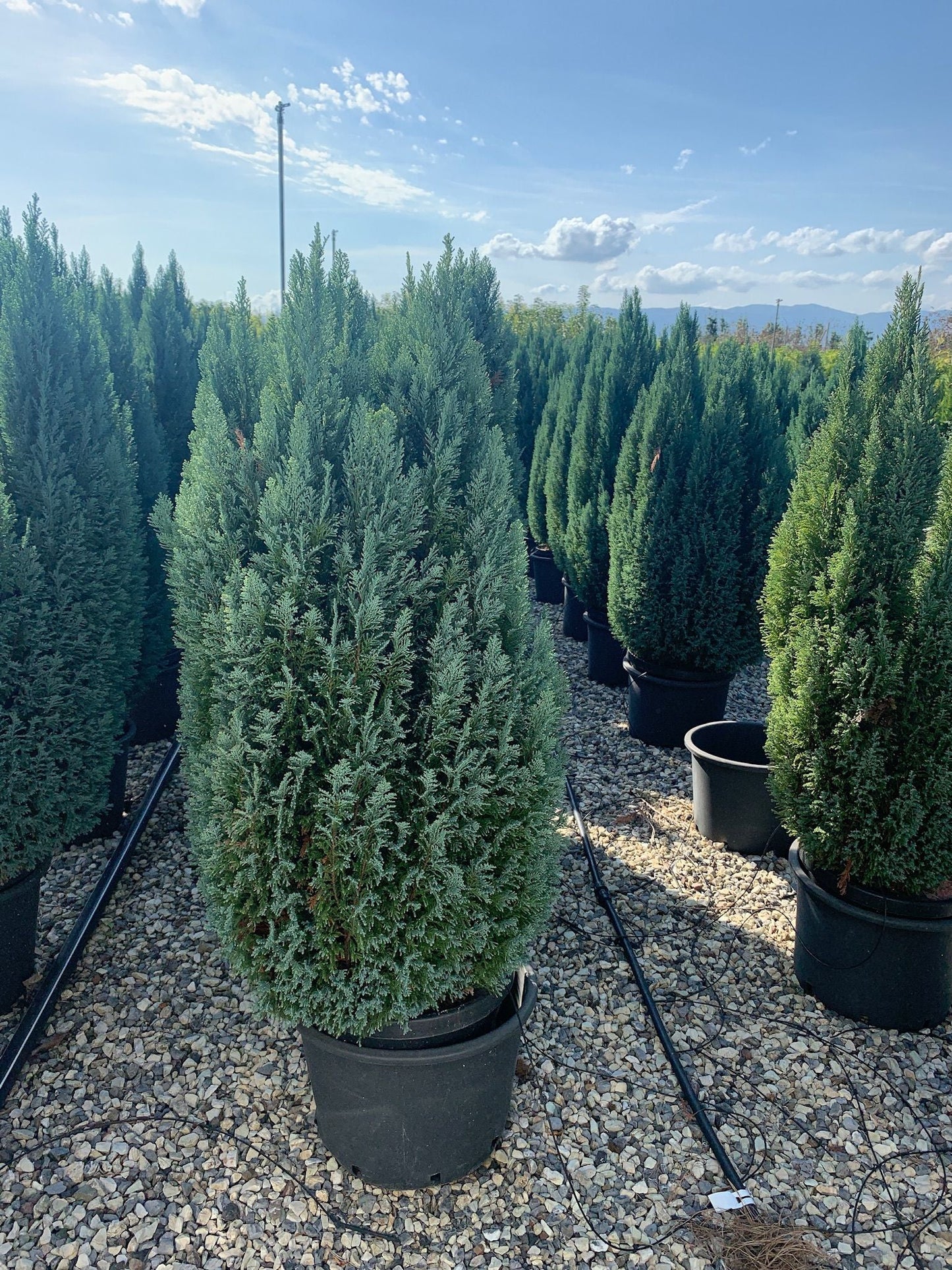 CHAMAECYPARIS lawsoniana 'Stardust'
