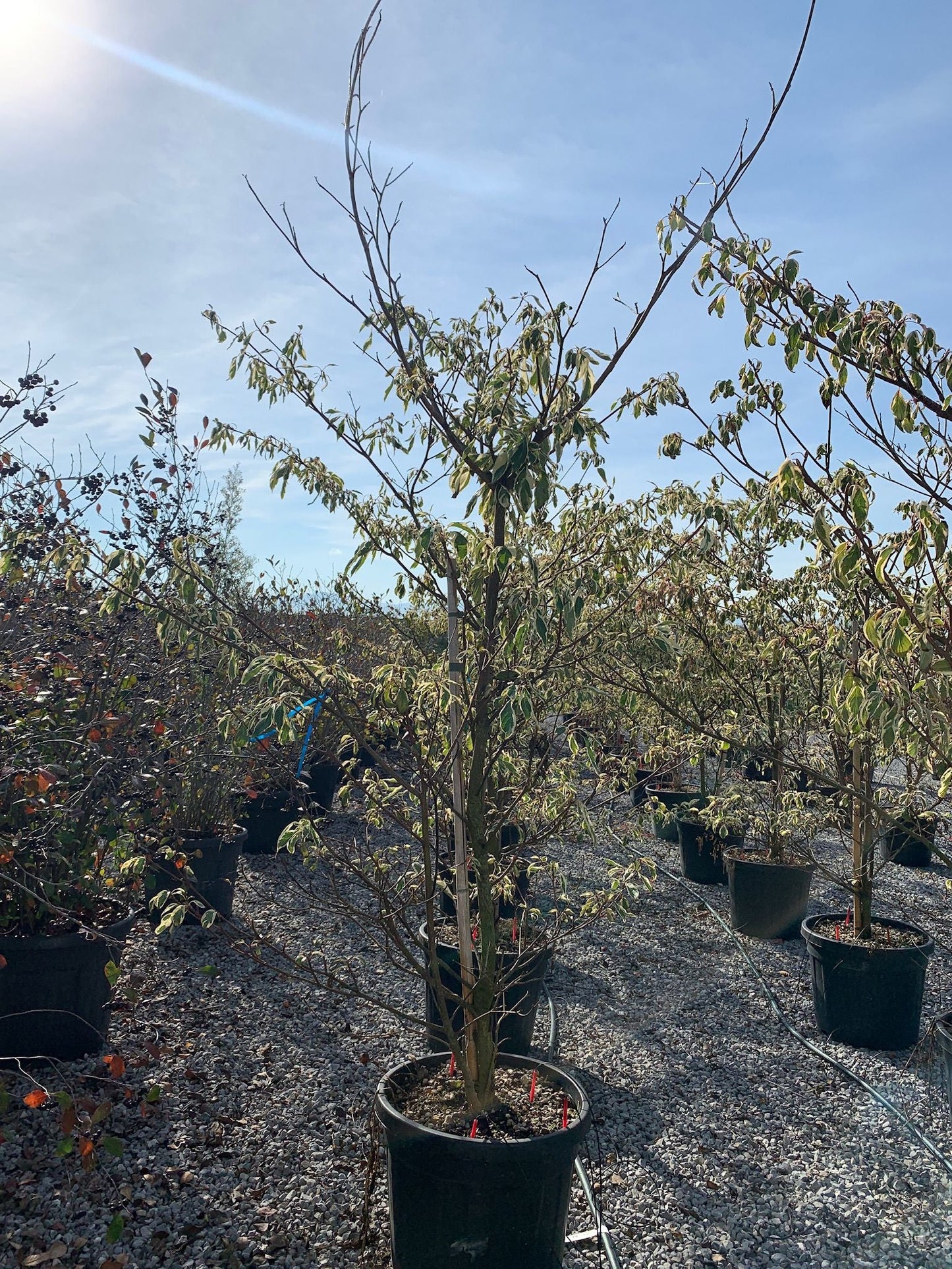 CORNUS flaviramea