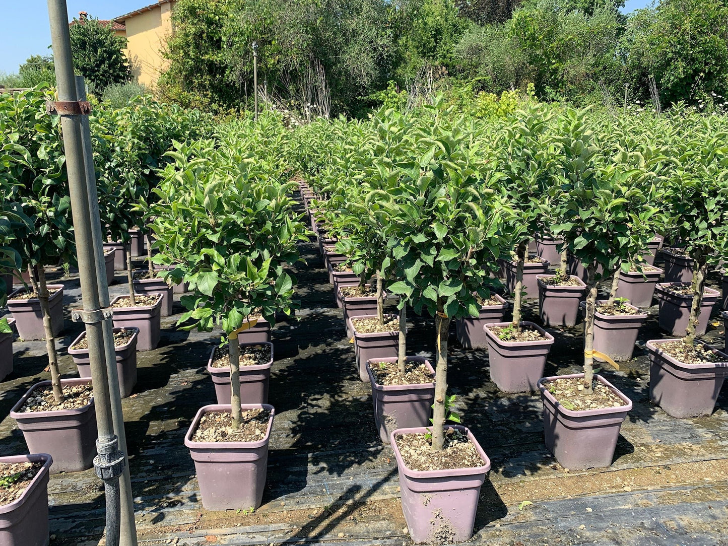 MALUS COMMUNIS 'Golden Delicious'