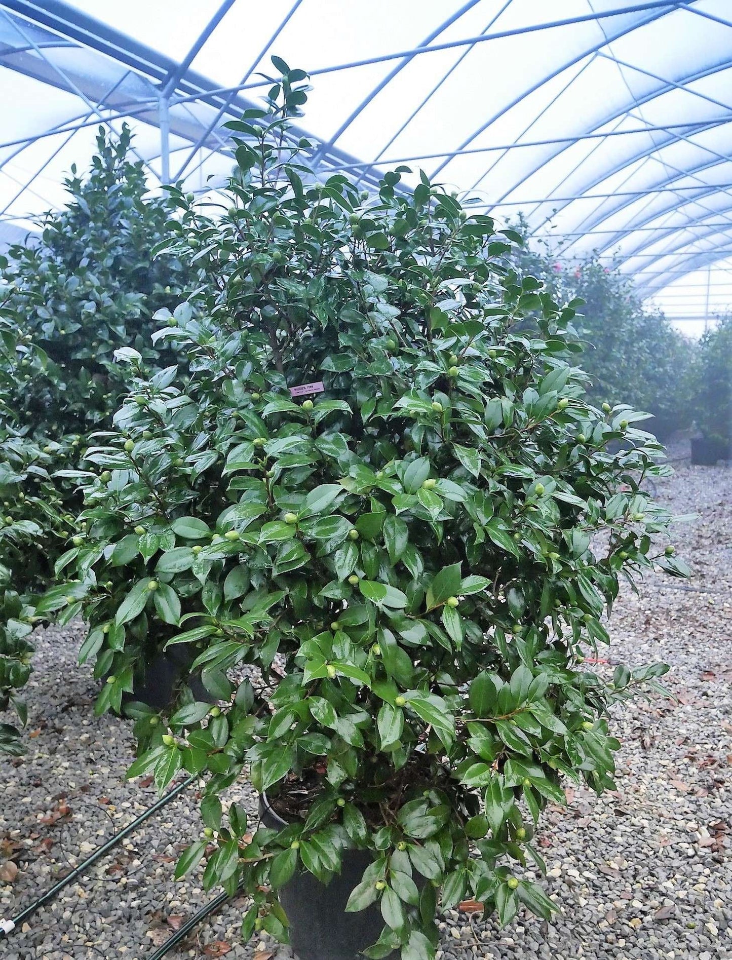 CAMELLIA japonica 'Rosedale's beauty'