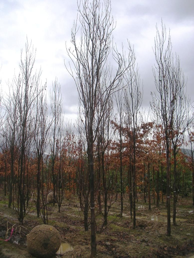 LONICERA caprifolium