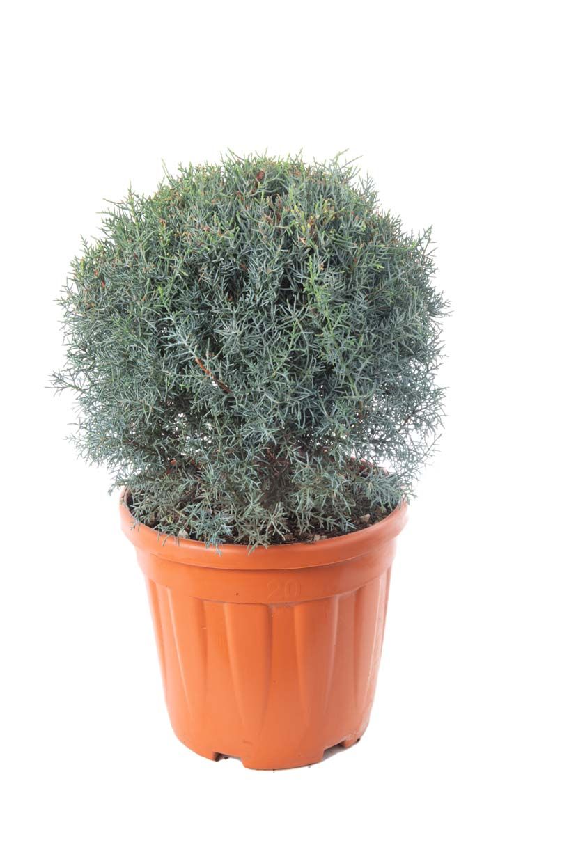 CUPRESSUS cashmeriana