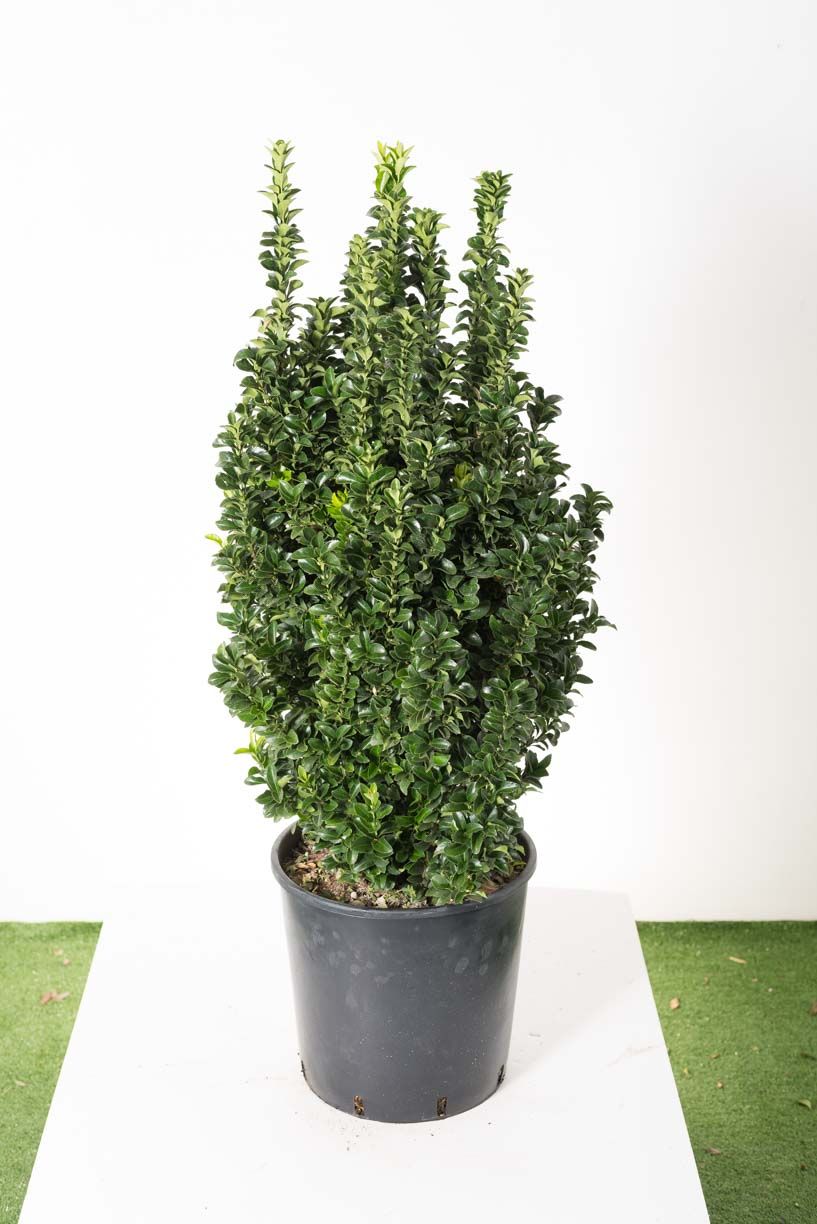 EUONYMUS japonicus 'Bravo'