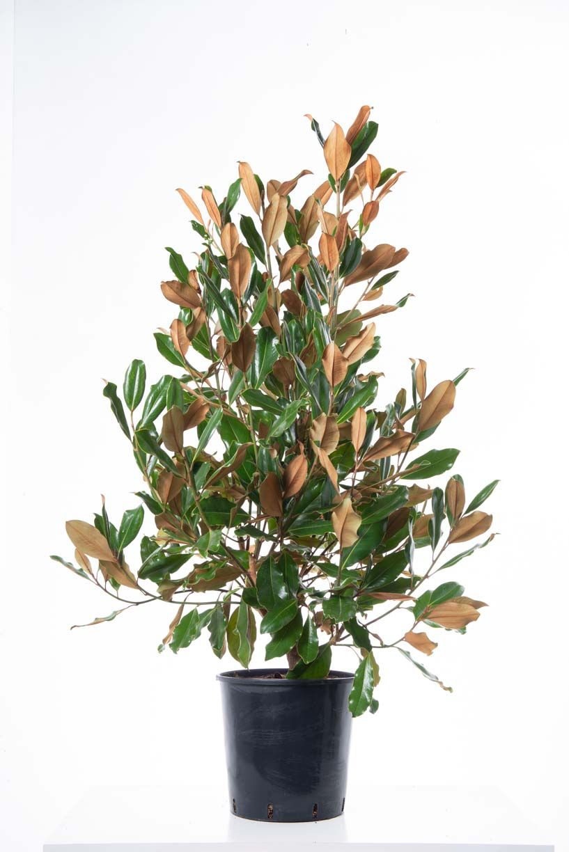 MAGNOLIA grandiflora 'Victoria'
