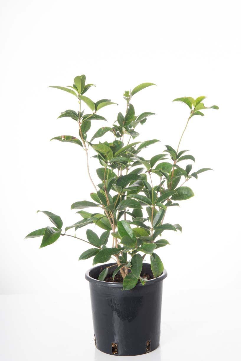 OSMANTHUS fragrans 'Aurantiacus'