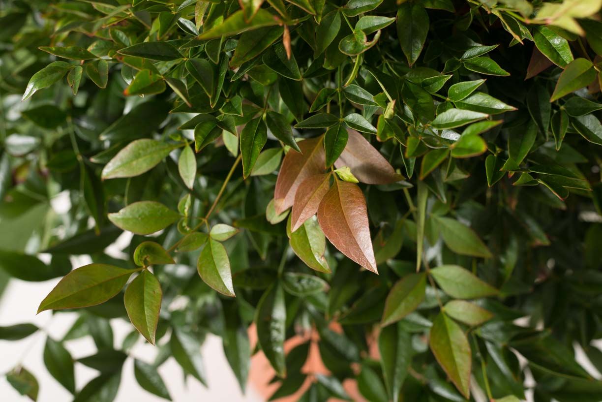 NANDINA domestica 'Lemon-Lime' ®
