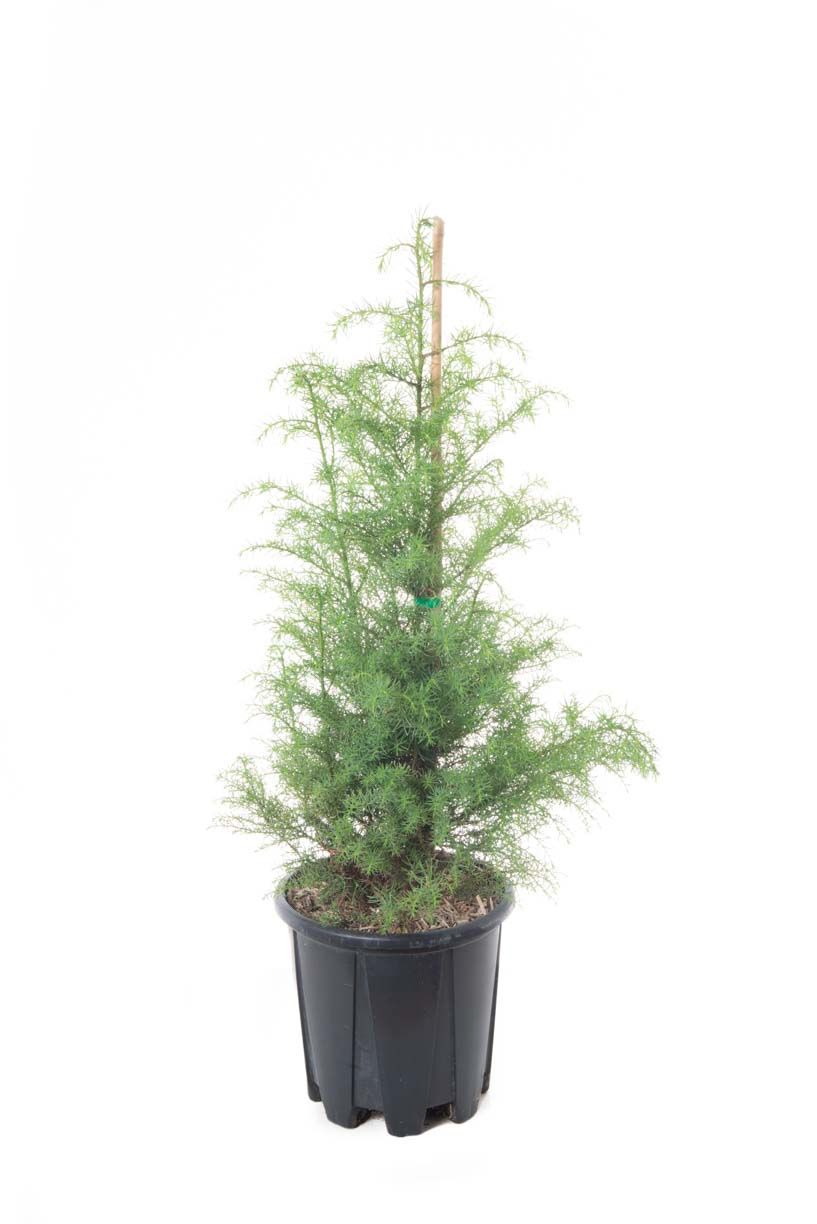 CRYPTOMERIA japonica 'Elegans'