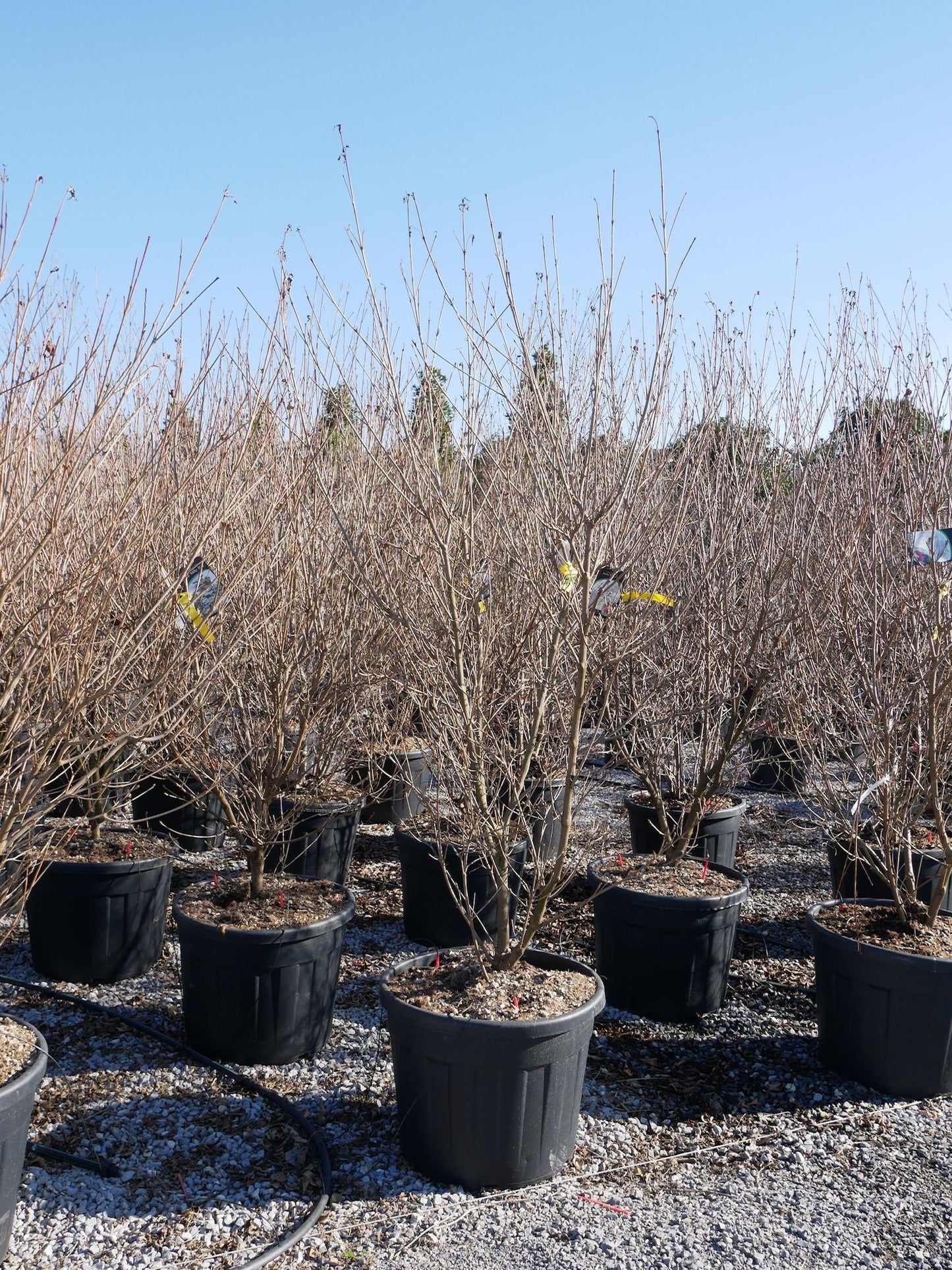 CORNUS kousa 'National'