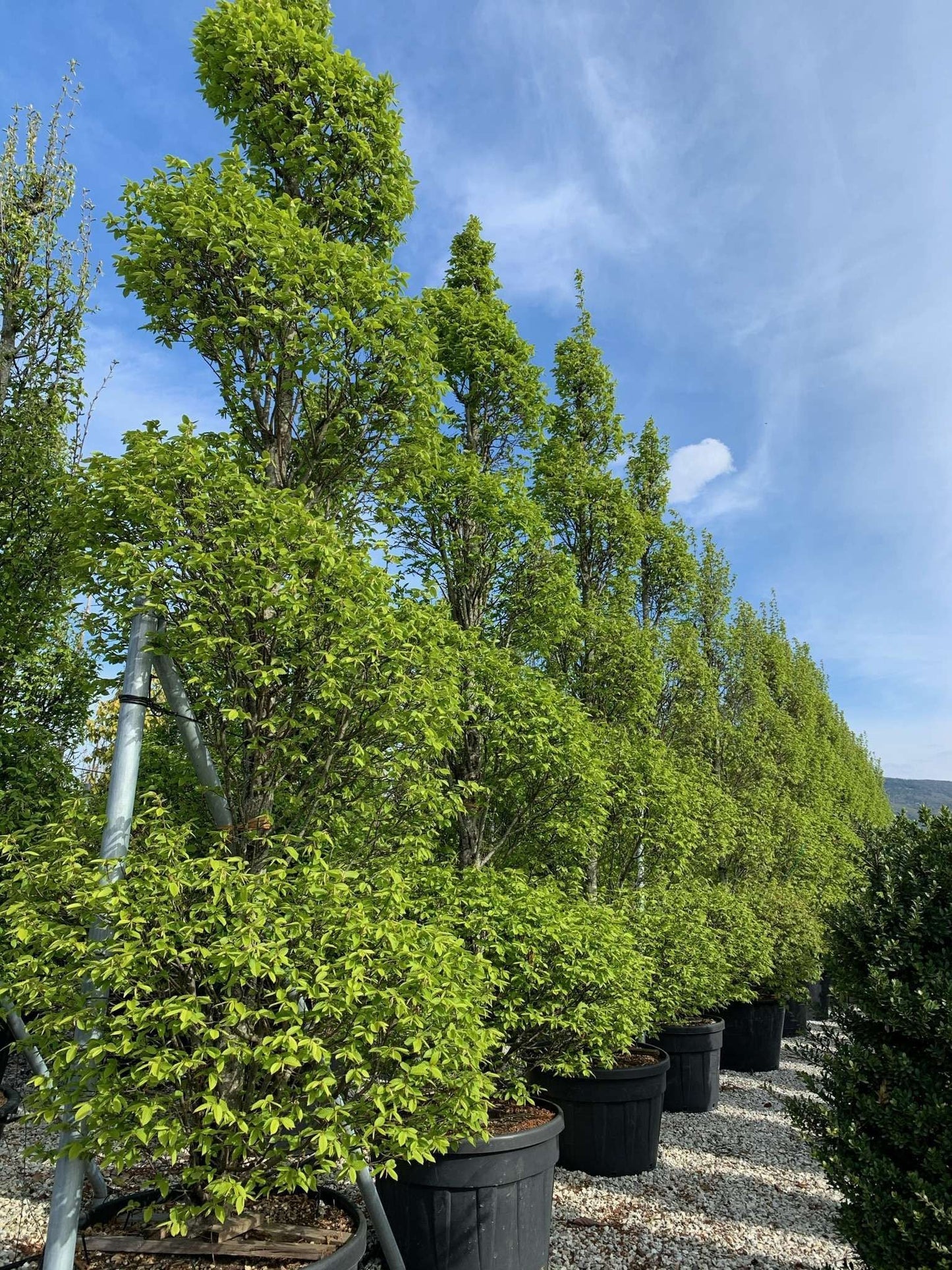 CARPINUS betulus 'Frans Fontaine'