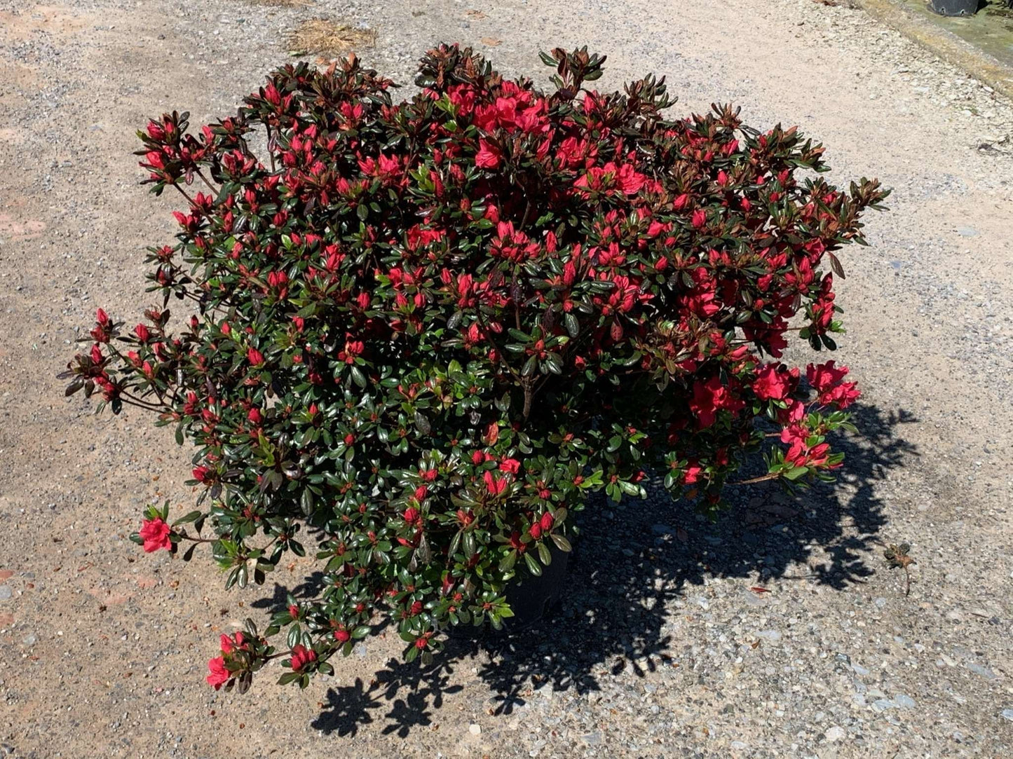 AZALEA japonica 'Kirin'