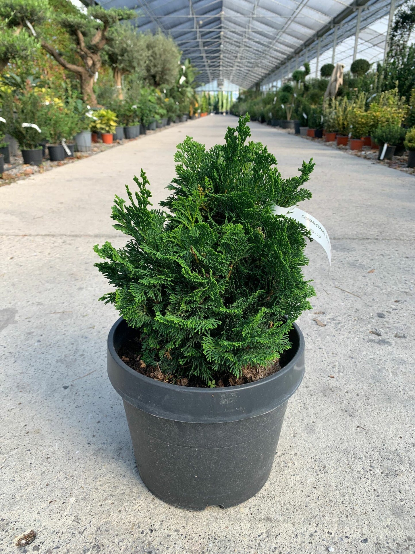 CHAMAECYPARIS pisifera 'Boulevard'