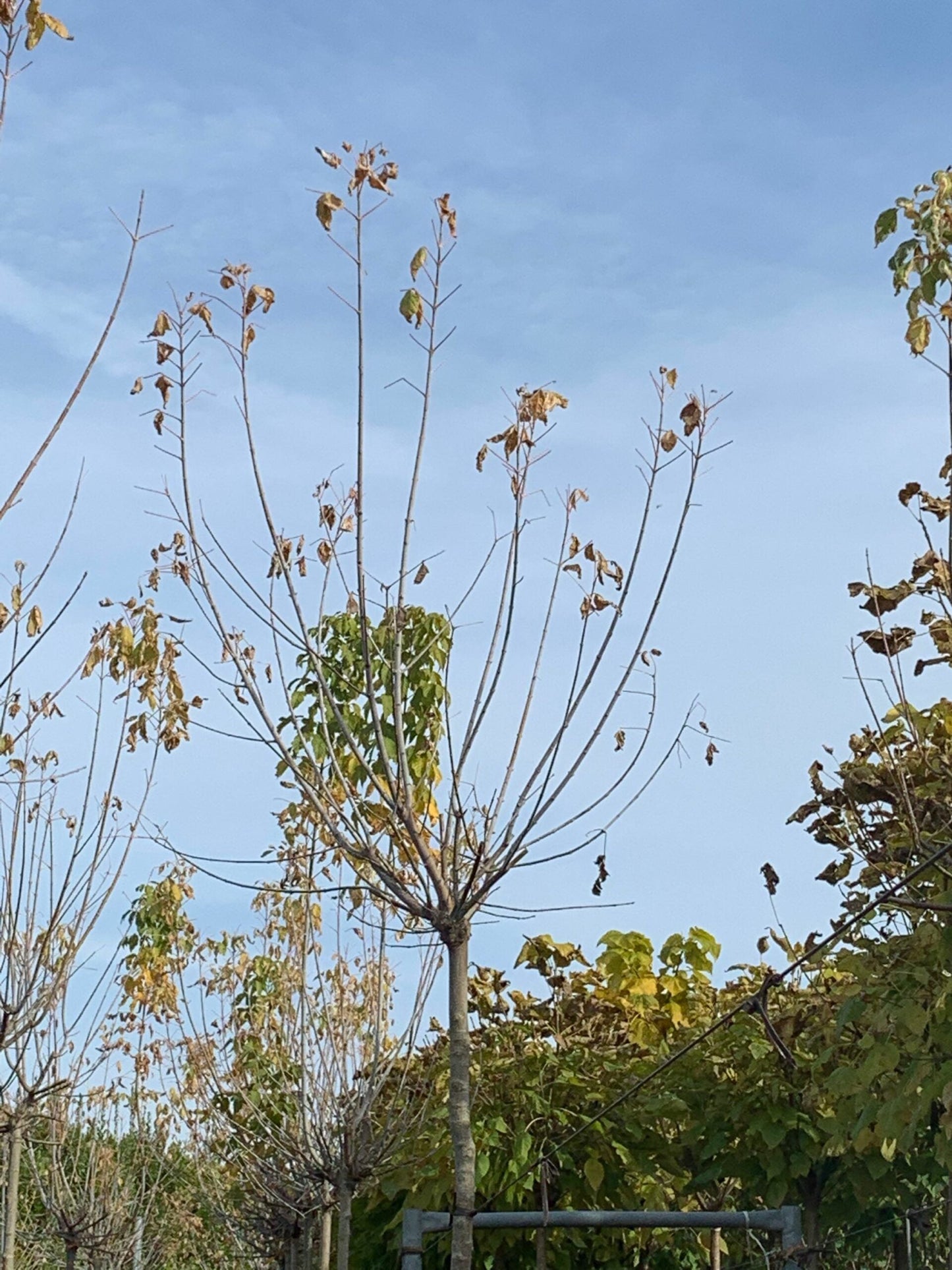 ACER negundo 'Variegatum'