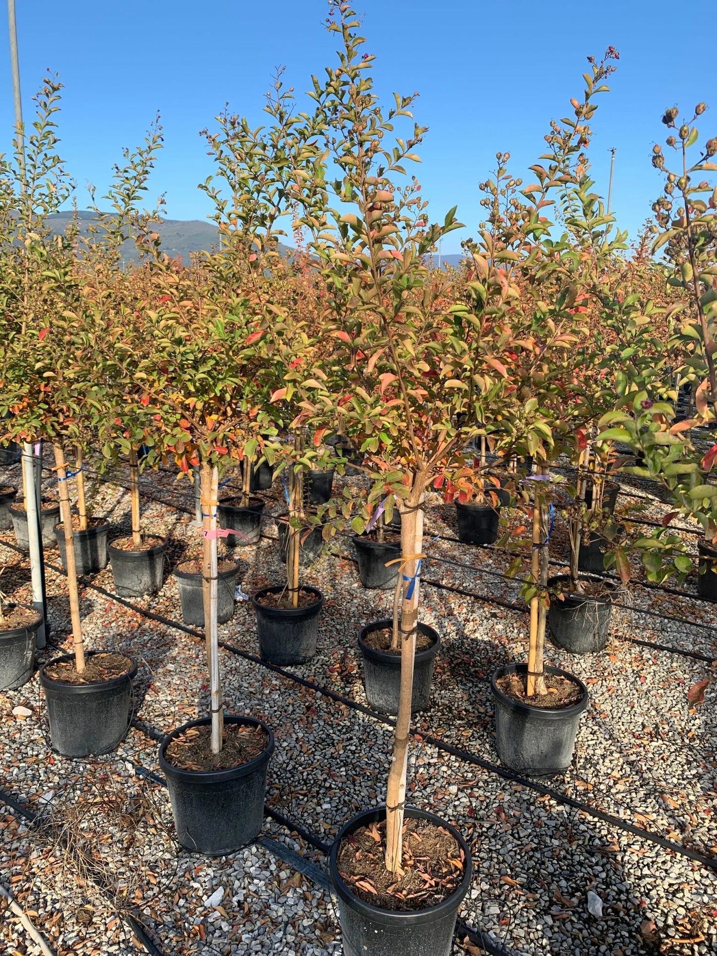 LAGERSTROEMIA x 'Lipan'