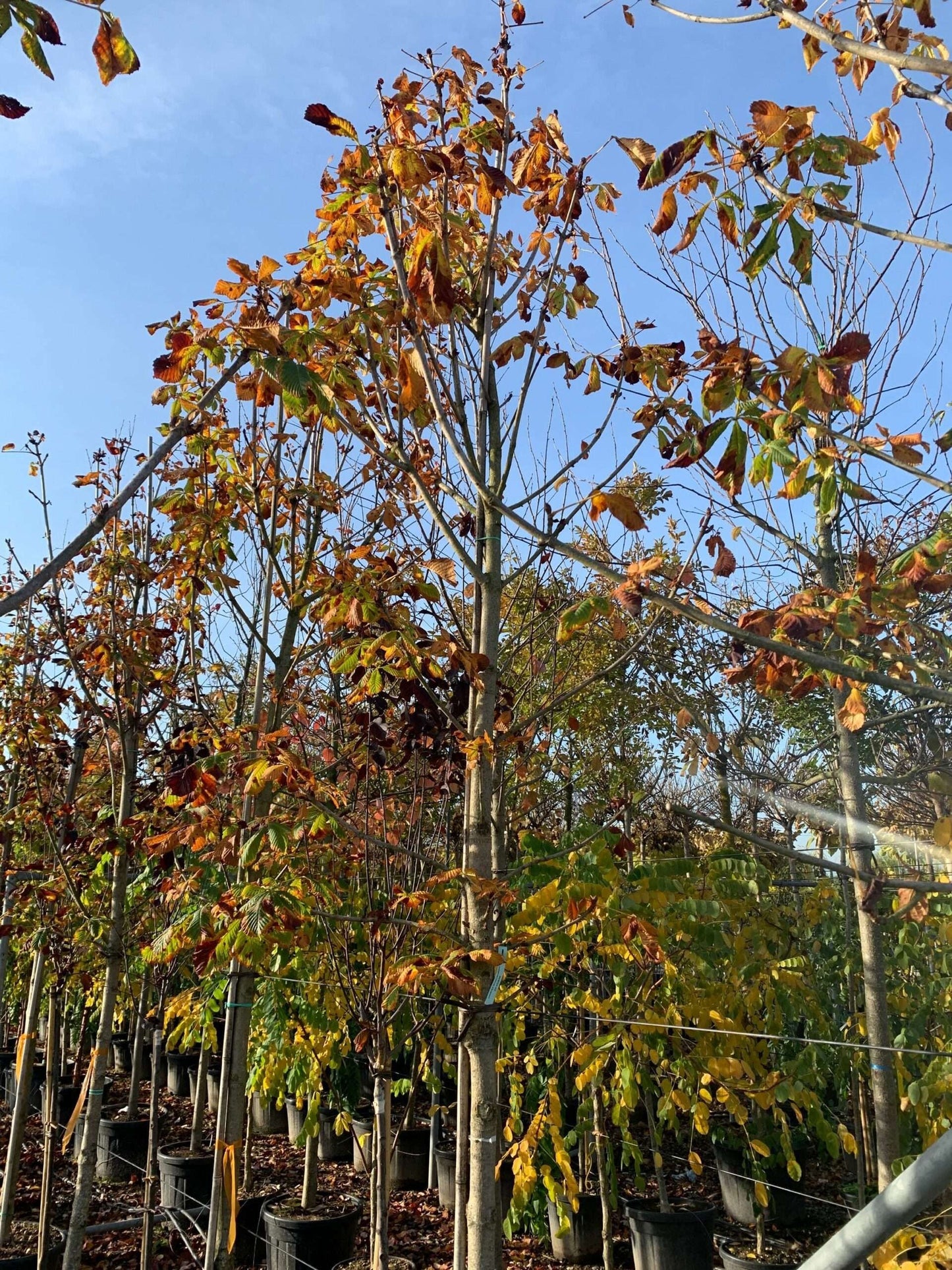 AESCULUS hippocastanum 'Pyramidalis'
