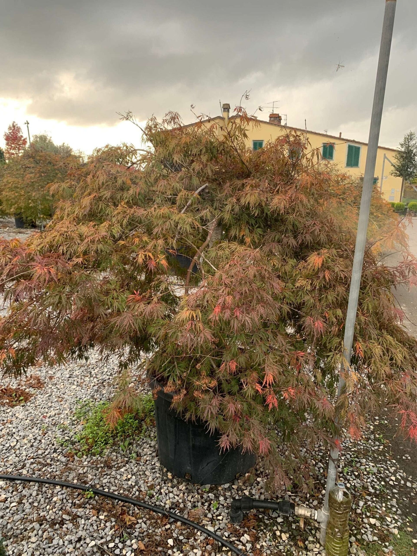 ACER palmatum 'Dissectum Viridis'
