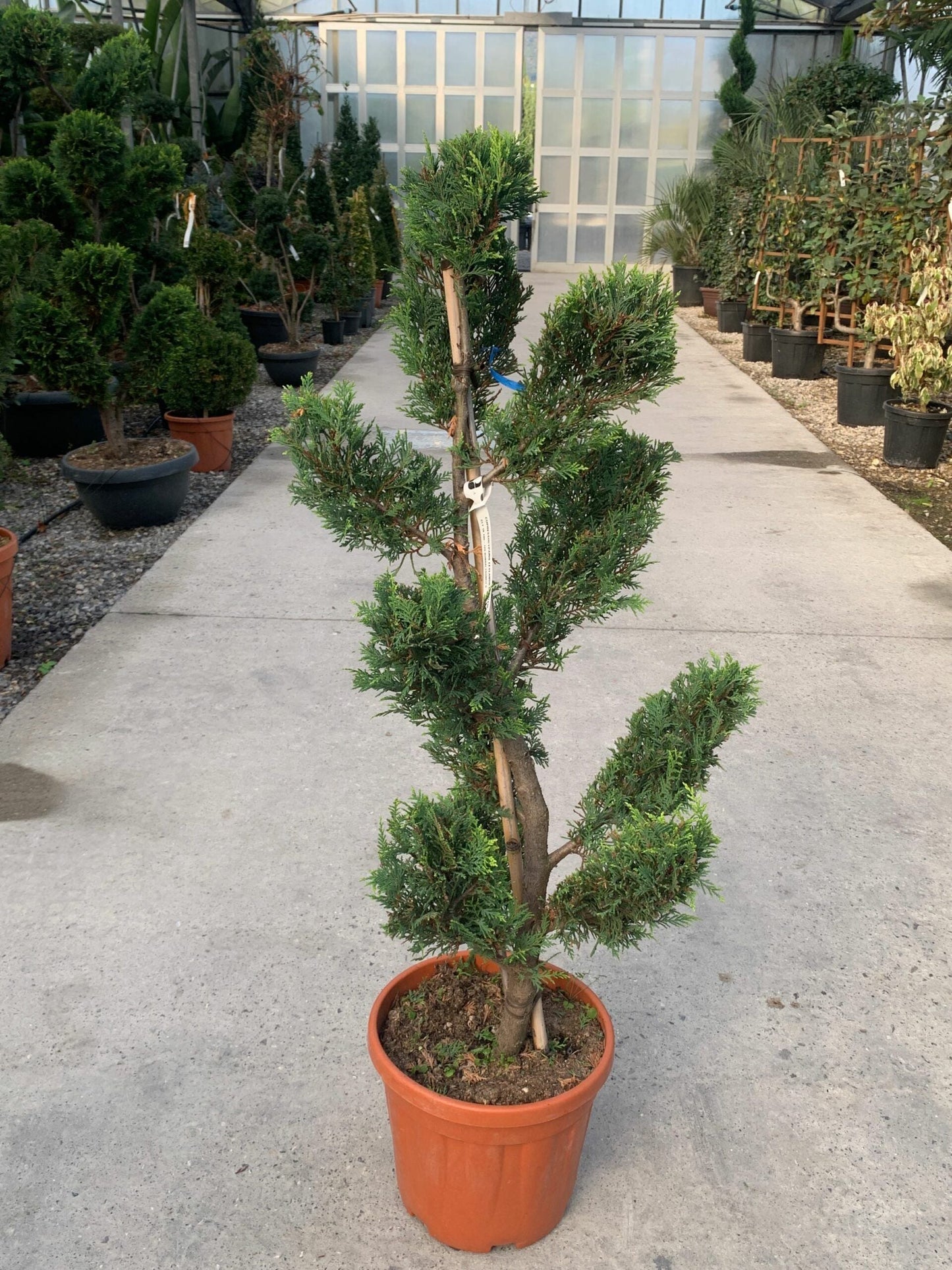CUPRESSOCYPARIS leylandii 'Excalibur Gold' ®