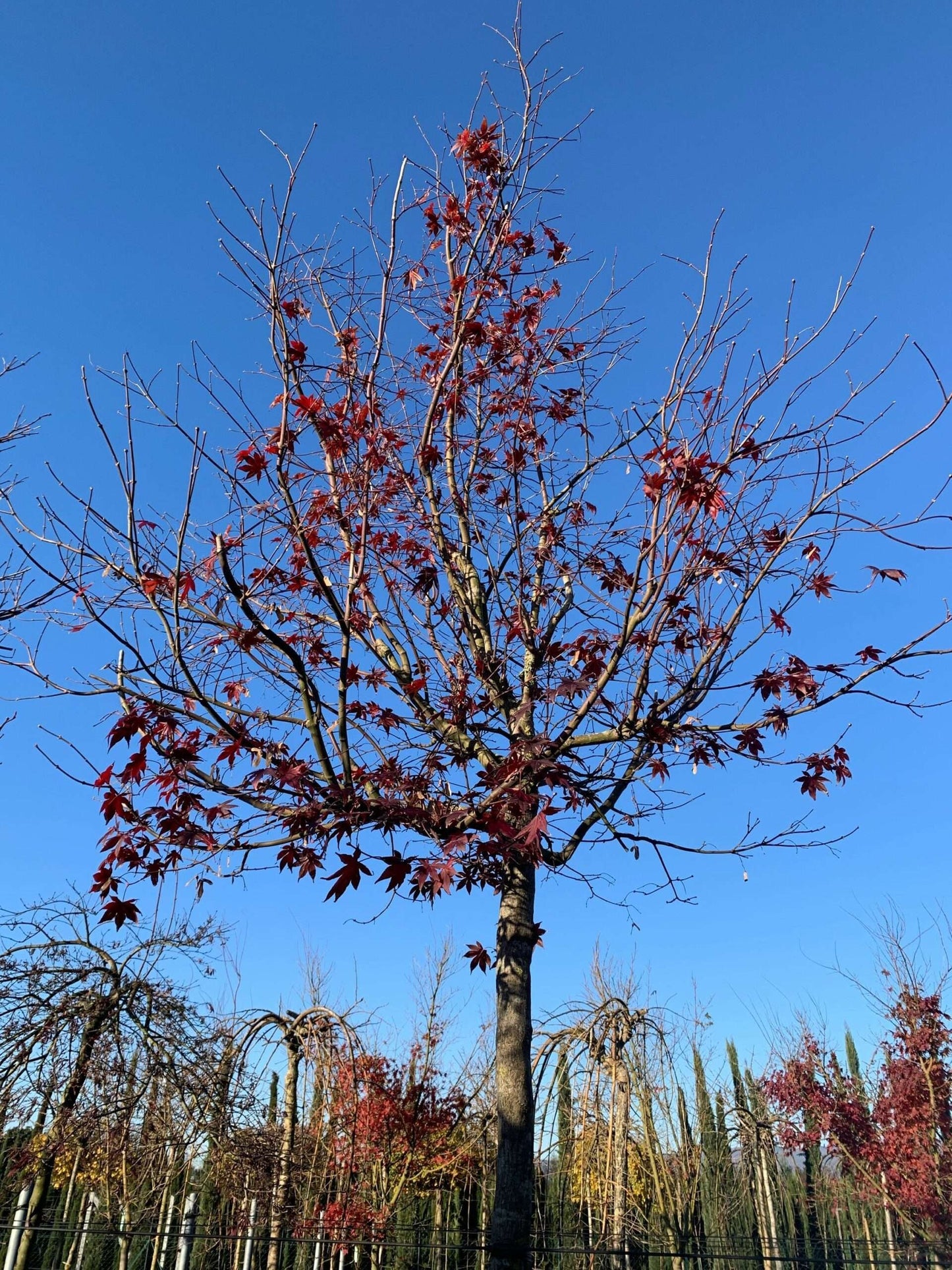 ACER palmatum 'Butterfly'
