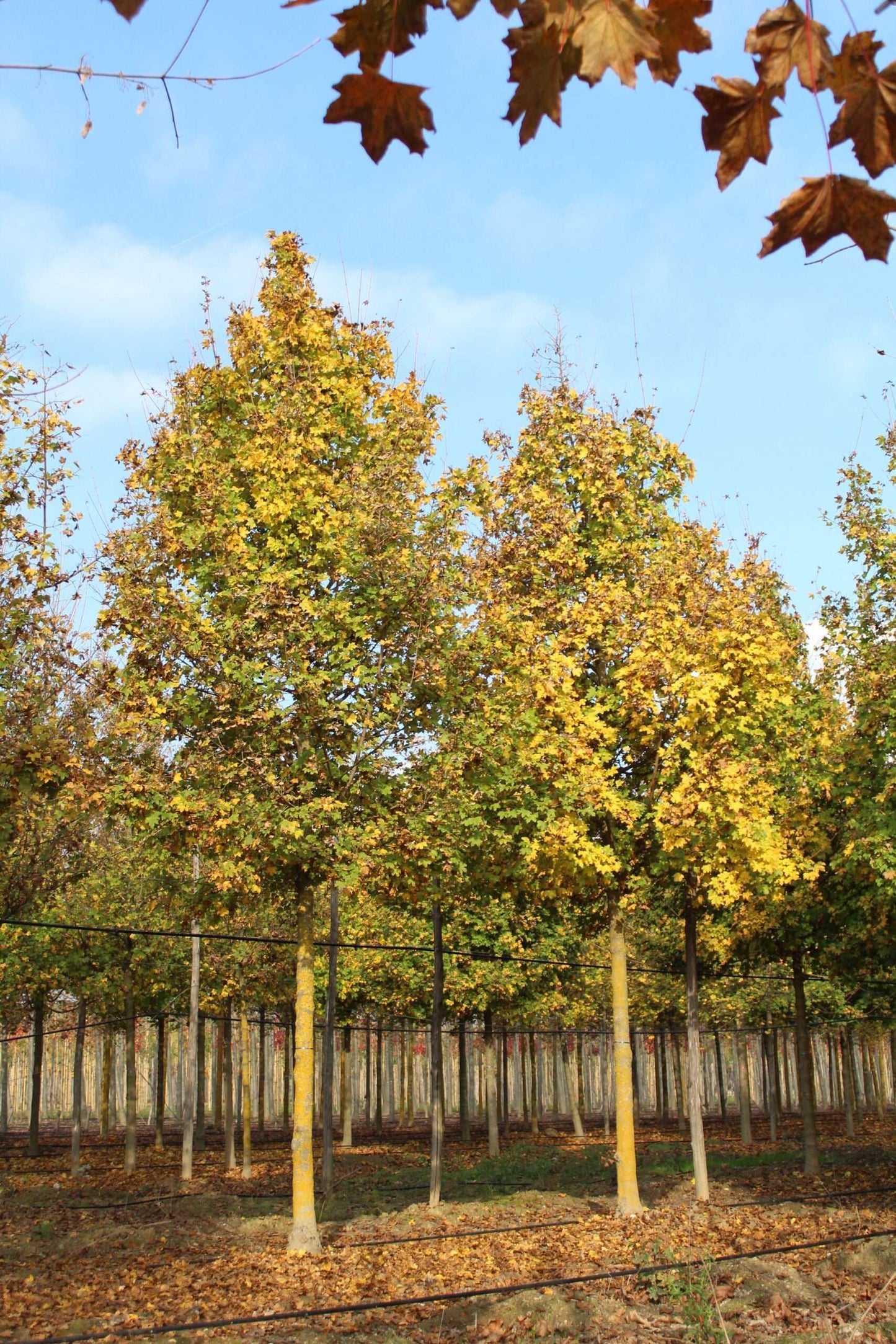 ACER campestre 'Elsrijk'