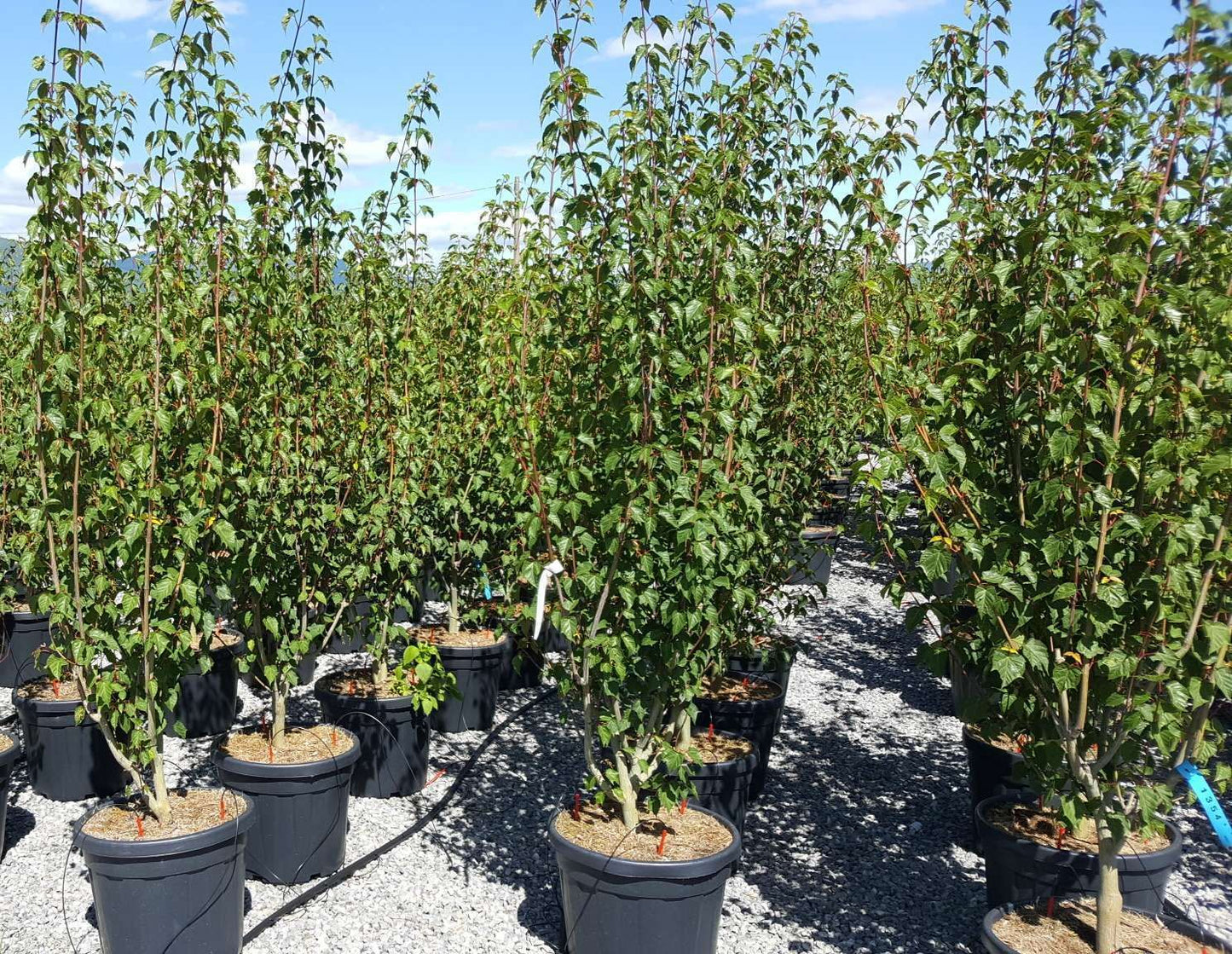 ACER davidii