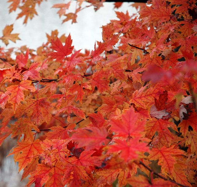 ACER x freemanii 'Marmo'