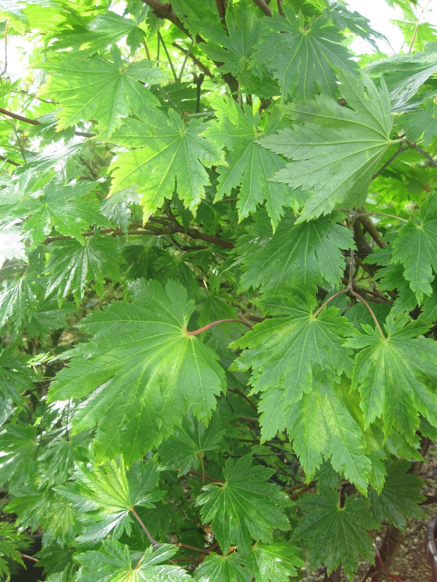 ACER japonicum 'Vitifolium'