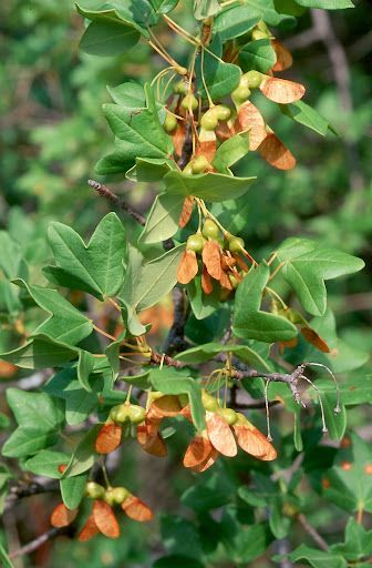 ACER monspessulanum