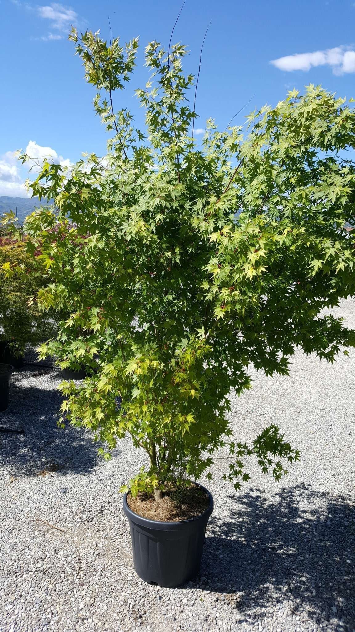 ACER palmatum