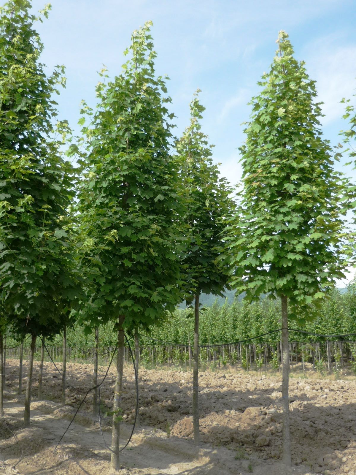 ACER platanoides 'Columnare'