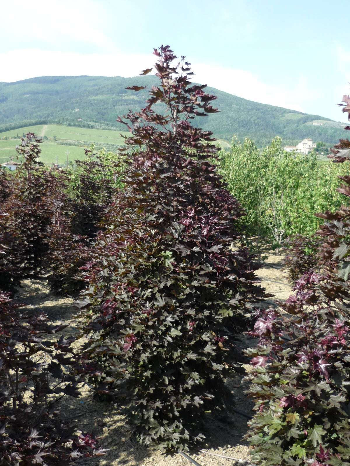 ACER platanoides 'Crimson Sentry'