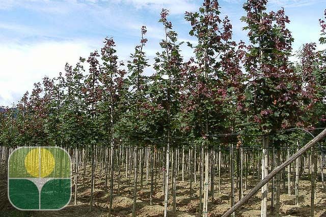 ACER platanoides 'Deborah' ®