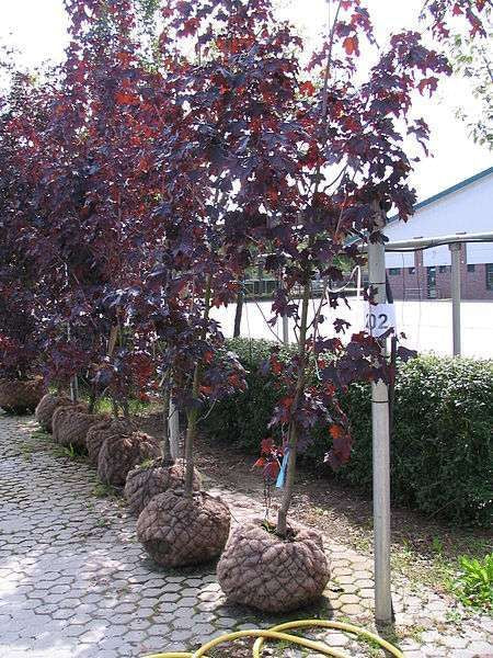 ACER platanoides 'Royal Red'