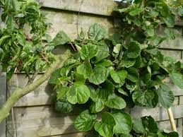 ACTINIDIA chinensis 'Abbot'