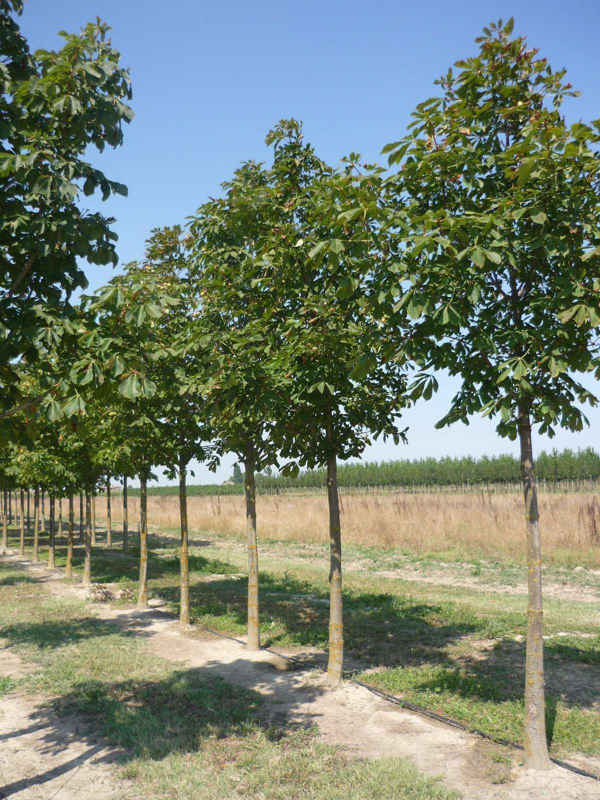 AESCULUS hippocastanum