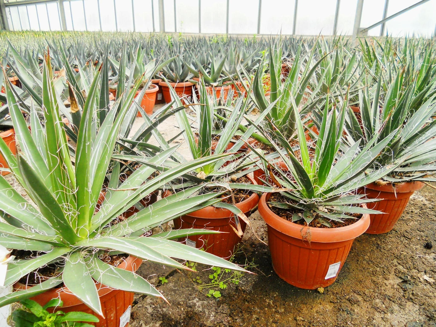 AGAVE filifera
