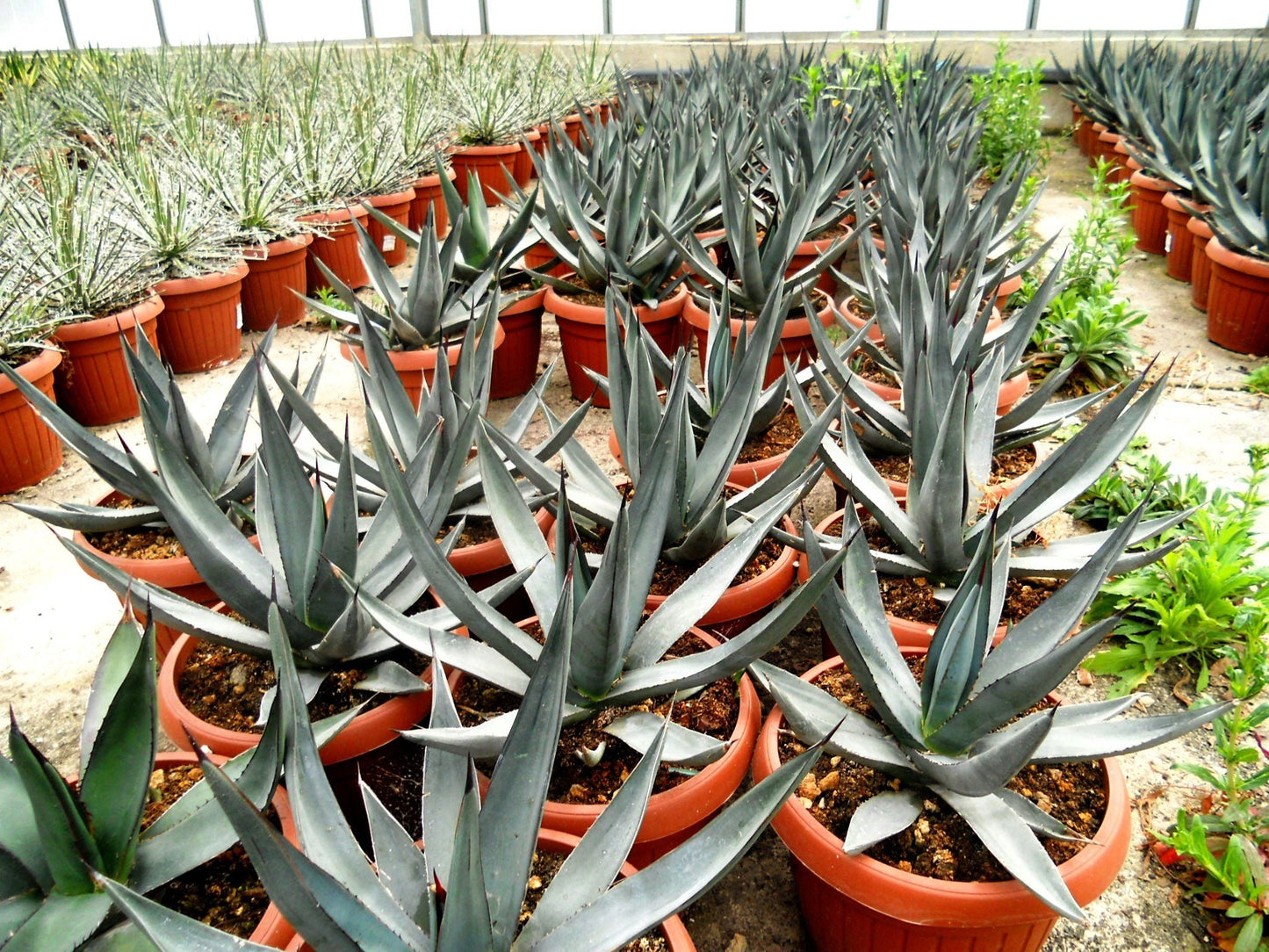 AGAVE nigra