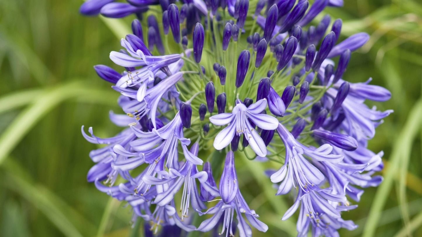 AGAPANTHUS 'Jack's Blue'