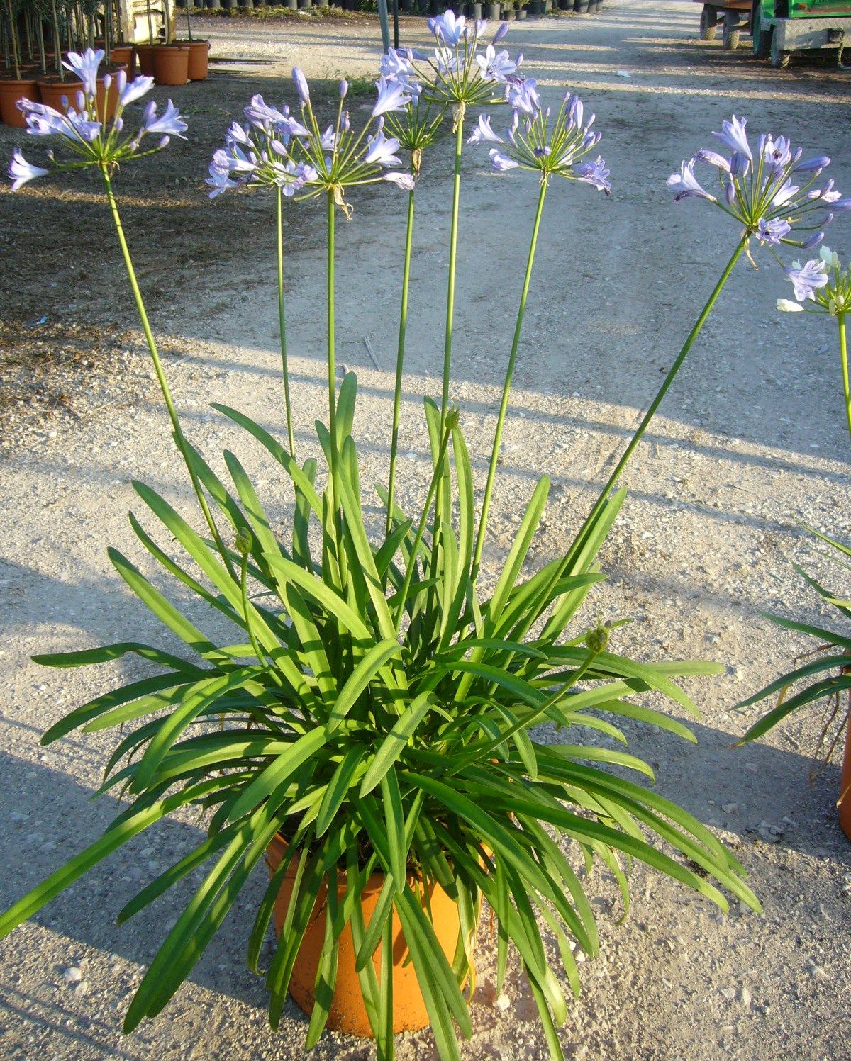AGAPANTHUS praecox 'Blue Storm' ®