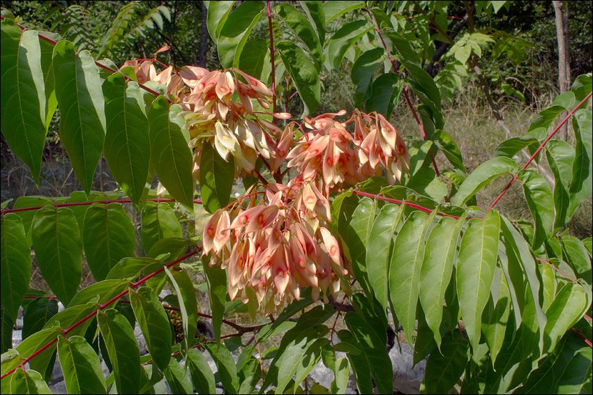 AILANTHUS glandulosa
