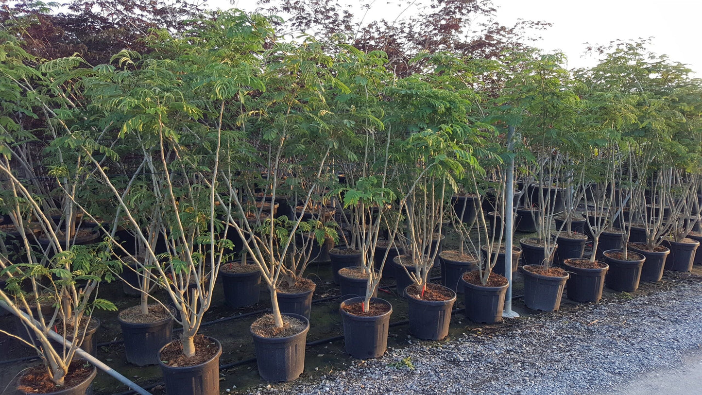 ALBIZIA julibrissin 'Ombrella' ®