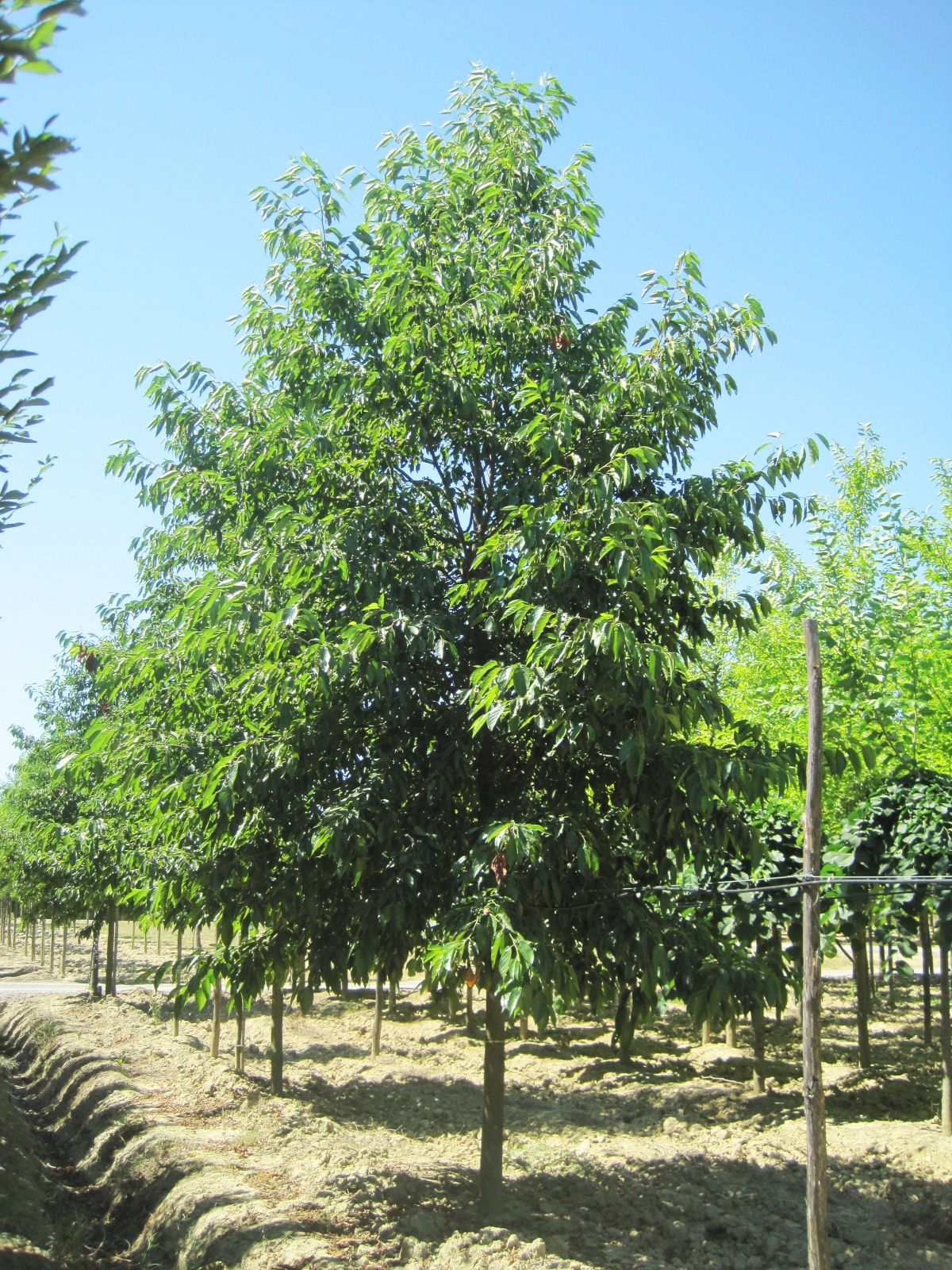 ALNUS x spaethii