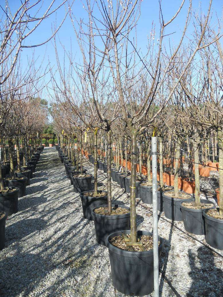 AMYGDALUS vulgaris 'Marcona'