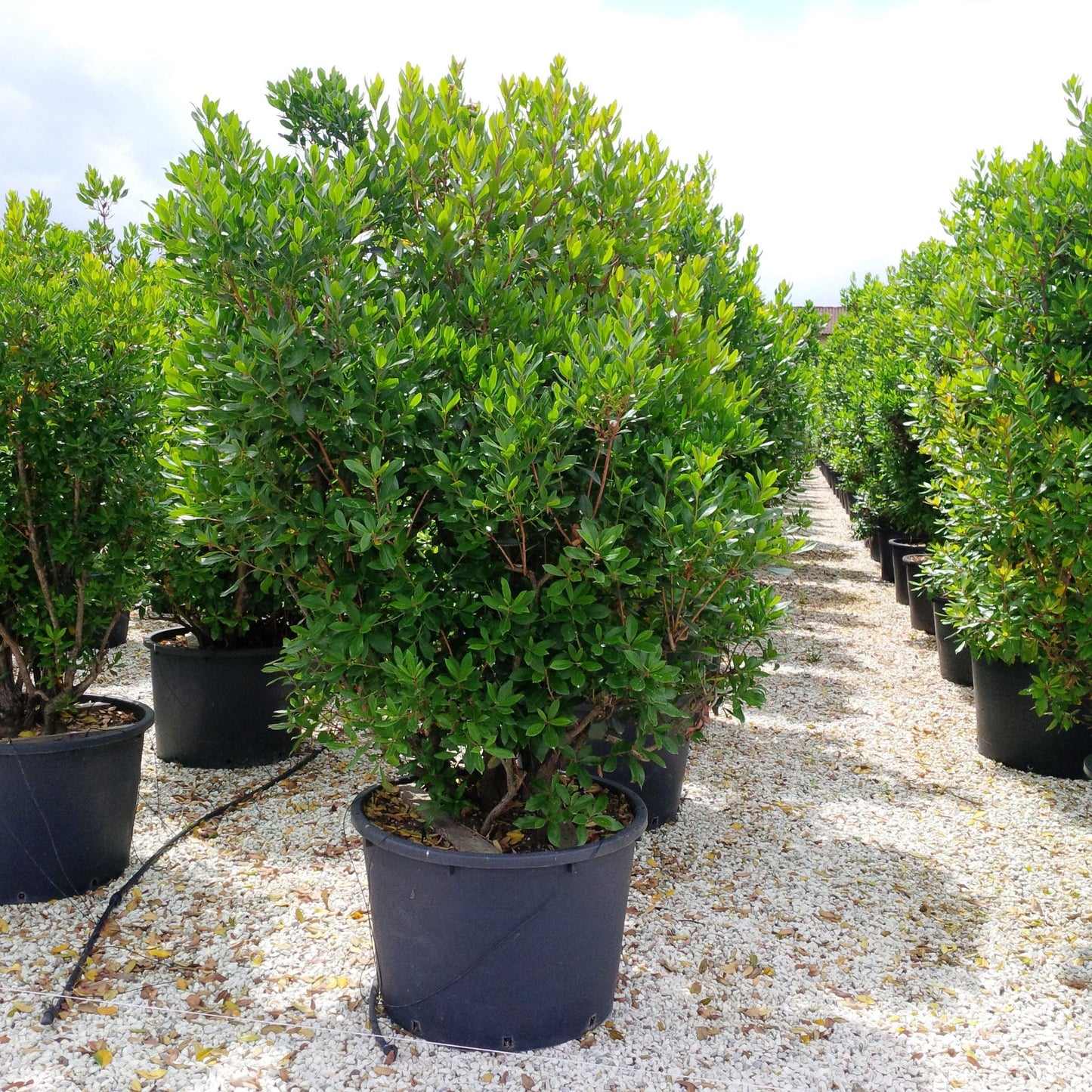 ARBUTUS unedo