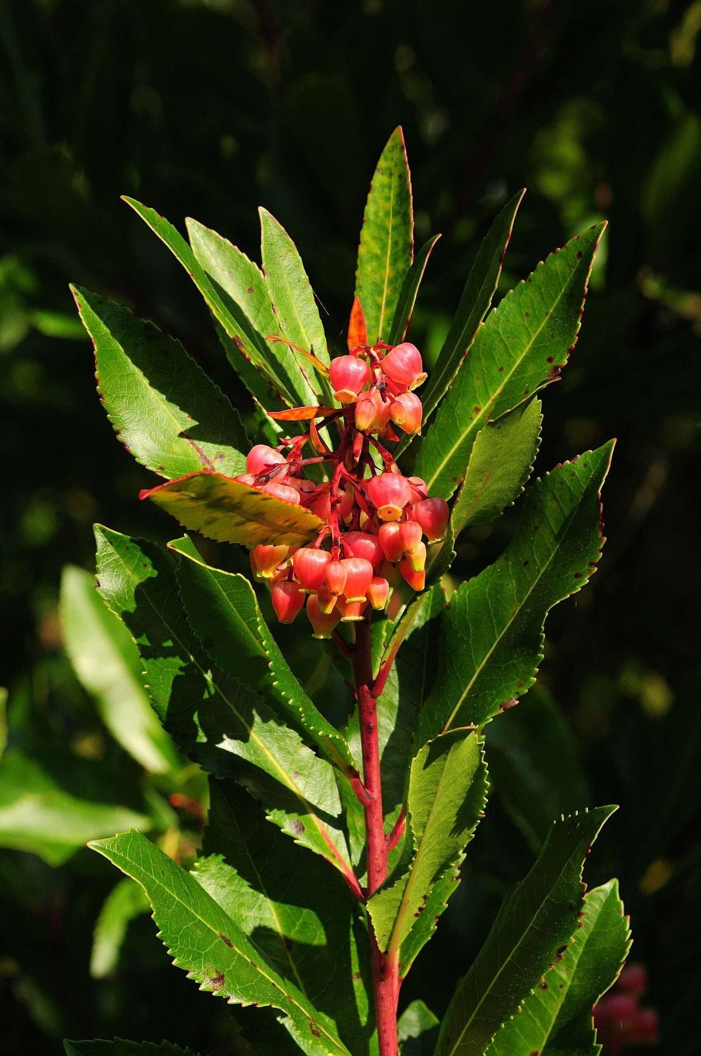 ARBUTUS unedo 'Rubra'