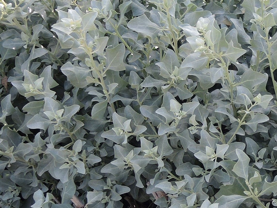 ATRIPLEX halimus